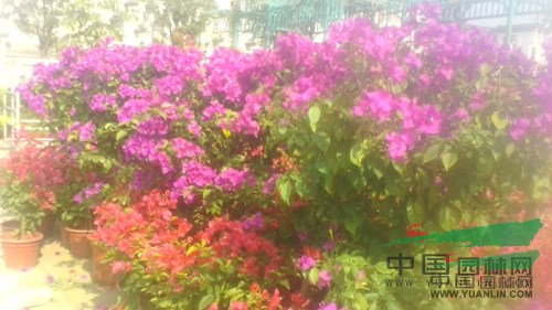 杭州蕭山花市不溫不火 盆栽花卉競相爭艷 